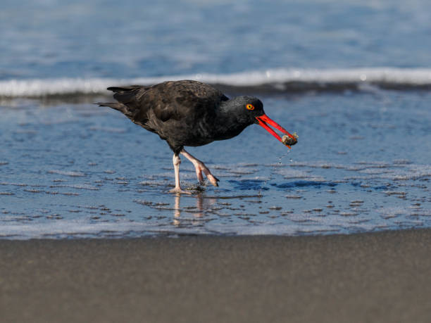 Black Oystercatcher on beach area by Harris Beach State Park. This Oregon State Park has beautiful scenery like this beach on the Pacific Ocean. This is located near the town of Brookings, Oregon.
