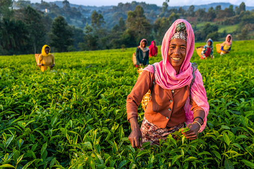 African women plucking tea leaves on plantation in central Ethiopia, Africa.