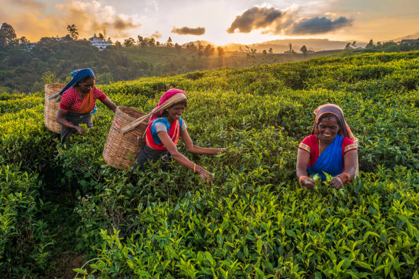 tamil donne pizzicare le corde di foglie di tè su plantation, sri lanka - tea crop picking agriculture women foto e immagini stock