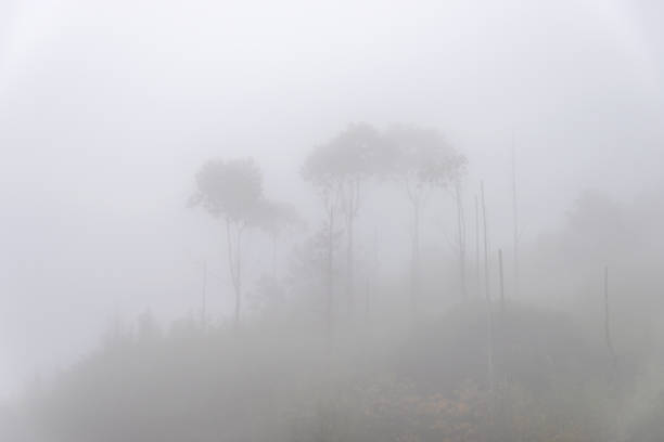 istock The trees are hazy in the fog 1436004099