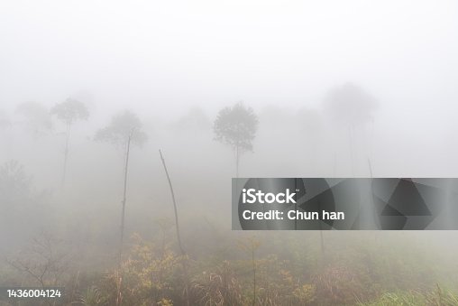 istock Forest and hazy trees in foggy weather 1436004124