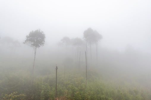 The morning mist  at   PHA MOR E DANG    , Kantharalak , Sisaket,Thailand :An image of a nice misty scenery