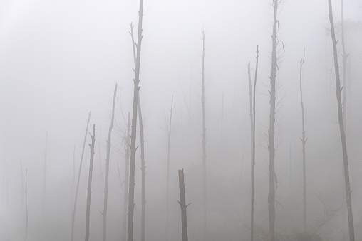 Dead tree trunks in fog