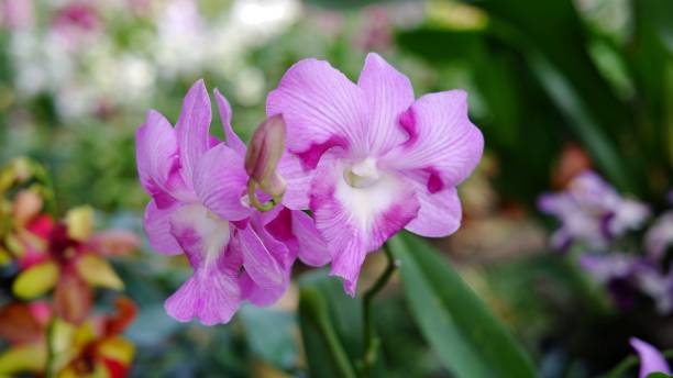 fiori e piante di orchidea dendrobium - orchid plants foto e immagini stock