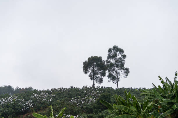 Trees protruding from the woods on a cloudy day