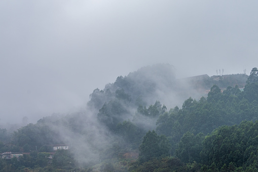 Foggy Hoh Temperate Rainforest