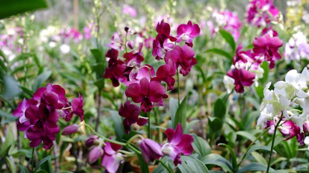 fiori e piante di orchidea dendrobium - orchid plants foto e immagini stock