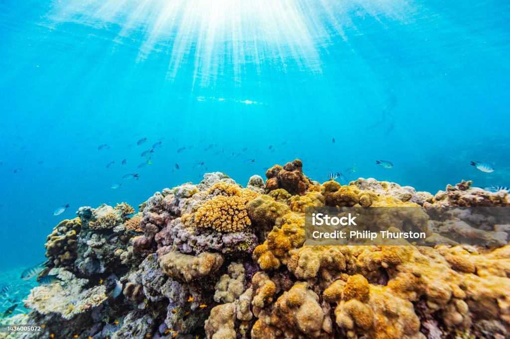 Mutli-coloured underwater nature background of healthy coral reef ecosystem with fish and natural sun light rays and deep blue ocean. Mutli-coloured underwater nature background of healthy coral reef ecosystem with fish and natural sun light rays and deep blue ocean. Great Barrier Reef, Queensland, Australia. Reef Stock Photo