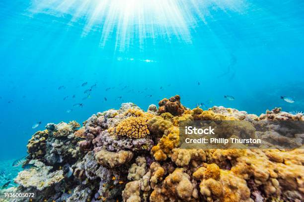 Mutlicoloured Underwater Nature Background Of Healthy Coral Reef Ecosystem With Fish And Natural Sun Light Rays And Deep Blue Ocean Stock Photo - Download Image Now