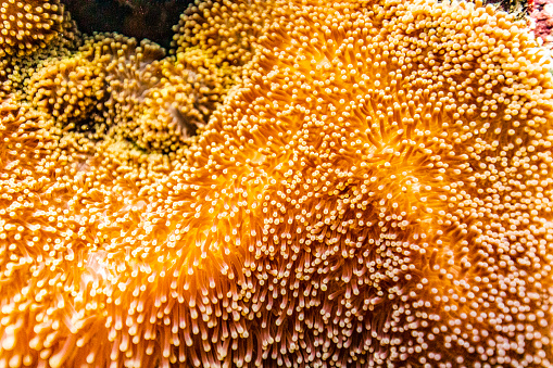 Close up of bright orange soft coral head pattern underwater, Great Barrier Reef, Queensland.