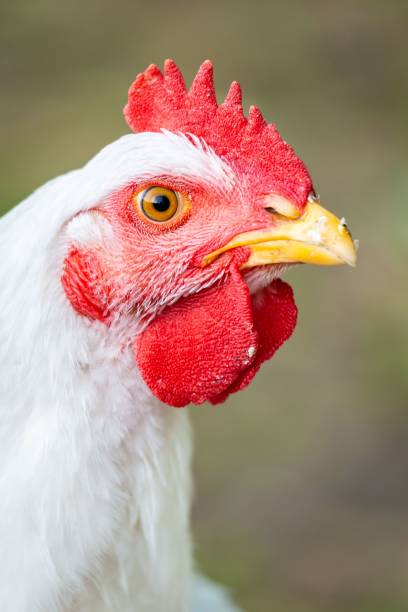 istock Head of the white chicken, close-up, vertical 1436005220