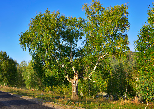 Trees on the side of the road. A shaggy crown of birches under a blue sky. Altai Republic, Siberia, Russia, 2022