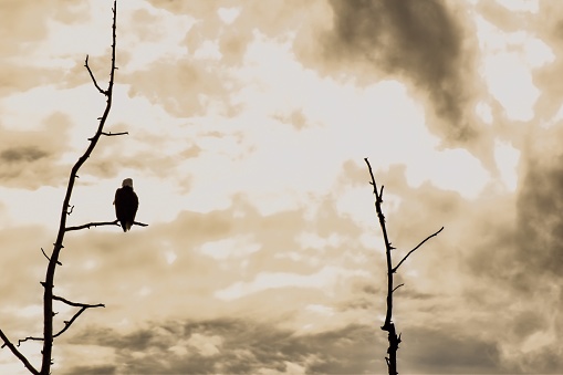 Picture of an eagle, in Valdez, Alaska, as its perches amongst the dry tree branches.