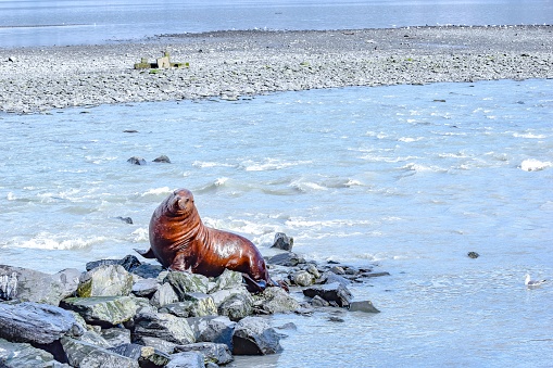 The salmon spawning season brings many sea lions to the area. They will gorge themselves on the thousands of salmon who return to this area in Valdez, Alaska.