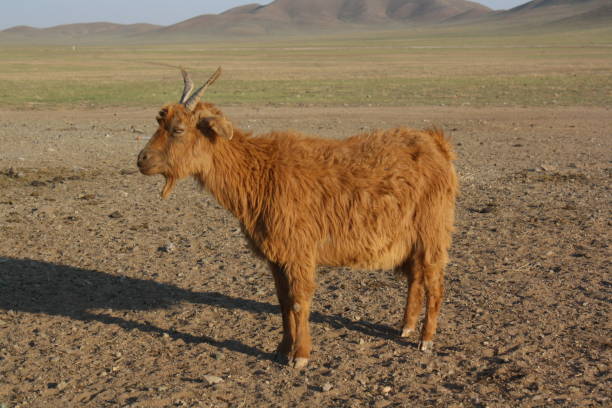 Mongolian cashmere goats with the thick hair, Atar sum, Tuv, Mongolia. stock photo
