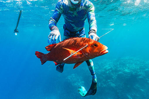 Spear fisherman, exploring and hunting for fish in the wide open deep blue ocean, Great Barrier Reef, Queensland, Australia.