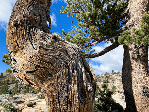 istock Forest and trees in Truckee, California. 1436008446