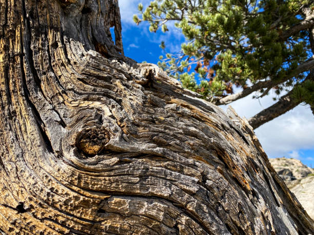 istock Forest and trees in Truckee, California. 1436008481