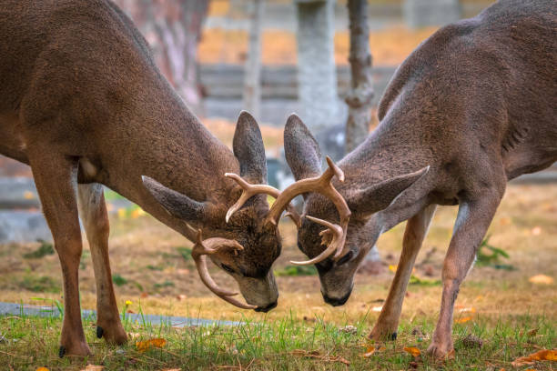 Close-up of two large deer with antlers locked.