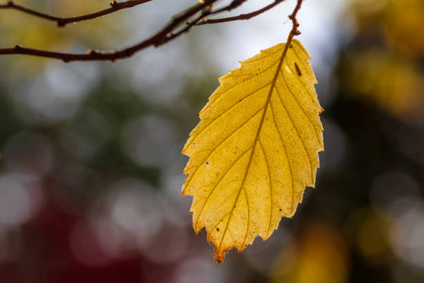 istock Autumn Colors In The Forest 1436010592