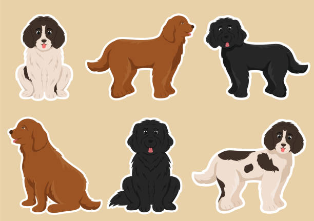 nowofundlandzkie zwierzęta psów z czarnym, brązowym lub landseerowym kolorem w płaskim stylu słodki szablon kreskówki ręcznie rysowana ilustracja - black labrador black dog retriever stock illustrations