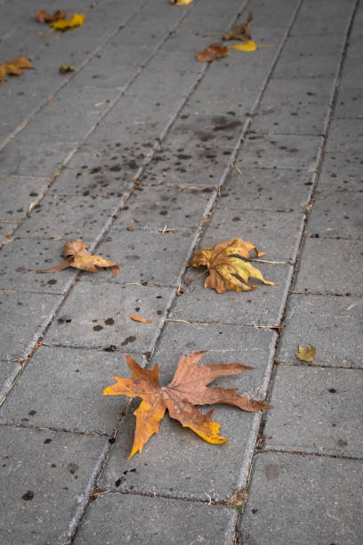 istock autumn leaf on the concrete pavement. 1436013826