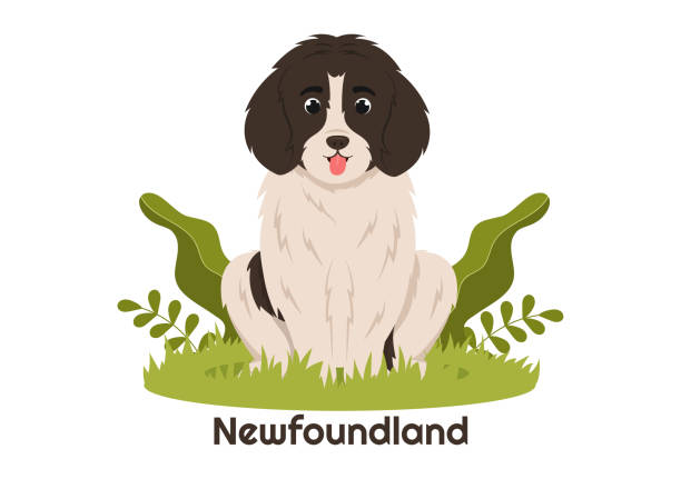 nowofundlandzkie zwierzęta psów z czarnym, brązowym lub landseerowym kolorem w płaskim stylu słodki szablon kreskówki ręcznie rysowana ilustracja - black labrador black dog retriever stock illustrations