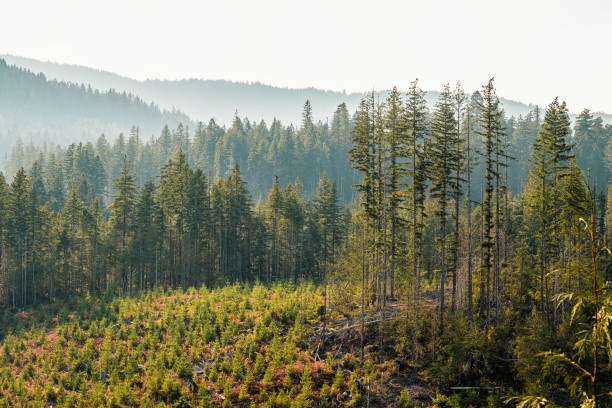 Reforestation, Saplings Planted by Treeplanters Grow in Clearcut Logged Forest