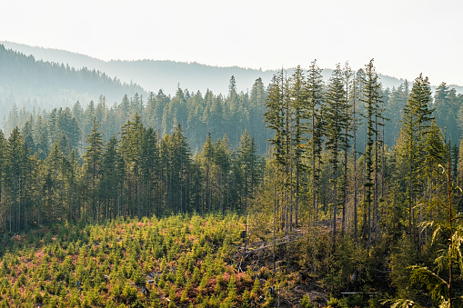 Amazing mystical rising fog forest trees landscape in black forest ( Schwarzwald ) Germany panorama banner .- dark mood