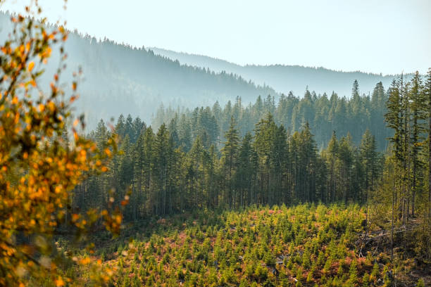 istock Saplings Planted by Treeplanters Grow in Reforested Clearcut Logged Forest 1436016713