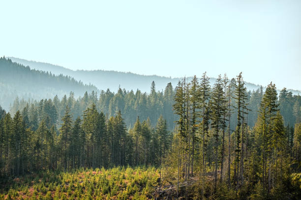 istock Saplings Planted by Treeplanters Grow in Clearcut Logged Forest 1436016718