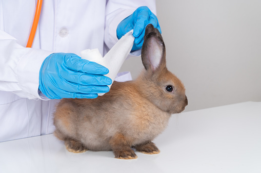 Veterinarians Used a bandage to Wrap around the fluffy rabbit broken ear to wet the ear. Concept of animal healthcare with a professional in an animal hospital