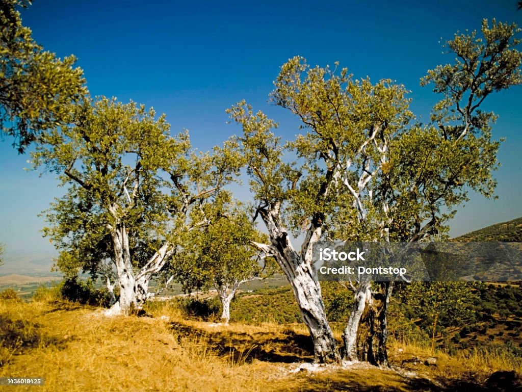 Beautiful dead tree in the Turkey. Beautiful summer day in picturesque landscape of southern Turkey countryside Agricultural Field Stock Photo