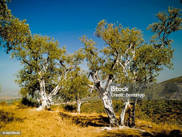 Beautiful Dead Tree In The Turkey Beautiful Summer Day In Picturesque Landscape Of Southern Turkey Countryside Stock Photo - Download Image Now