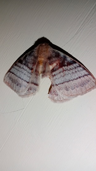 Gypsy moth Lymantria dispar