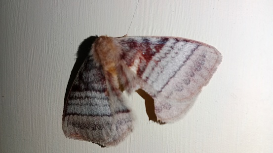 Gypsy moth Lymantria dispar