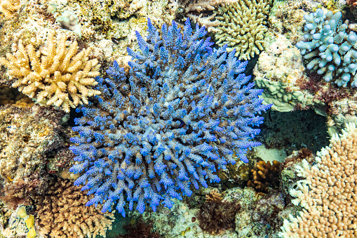 Underwater nature background of healthy coral garden reef ecosystem in natural sun light. Great Barrier Reef, Queensland, Australia.