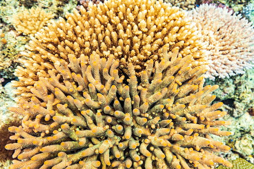 Underwater nature background of healthy coral garden reef ecosystem in natural sun light. Great Barrier Reef, Queensland, Australia.