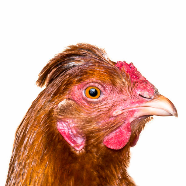 istock Portrait of a chicken 1436022560