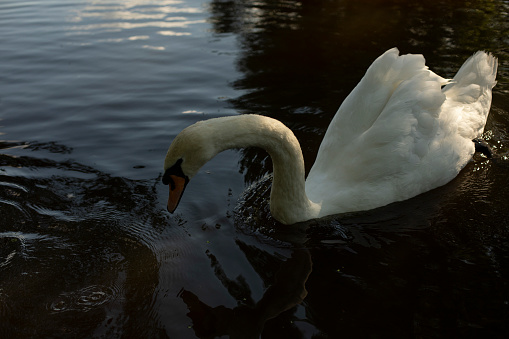White swan in water. White bird. City Lake. Animal in park.