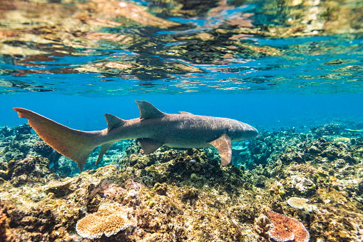 Underwater nature background of healthy coral garden reef ecosystem with large shark and natural sun light. Great Barrier Reef, Queensland, Australia.