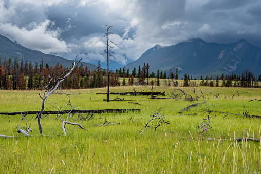 The mountains surrounding the trees and meadow near the Jasper airfield in Jasper National Park, Alberta