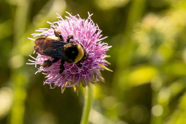 istock Bumblebee collect nectar on a flower 1436029937