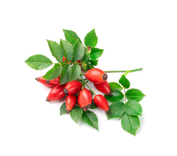 ramita de rosa silvestre aislada, rama de rosa mosqueta con bayas rojas, frutas de rosa mosqueta - rosa salvaje fotografías e imágenes de stock