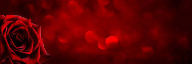 istock Red rose on a shiny red background. Banner 1436031256