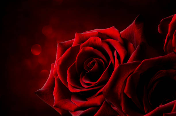 istock Red rose on a shiny red background 1436031261