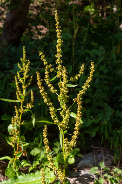 Rumex crispus plant. Dock flower spike, red in the sun. Nature weed macro Rumex crispus plant. Dock flower spike, red in the sun. Nature weed macro. rumex crispus stock pictures, royalty-free photos & images