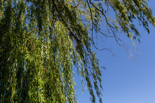 Trees in a park in Zaragoza city, Spain.