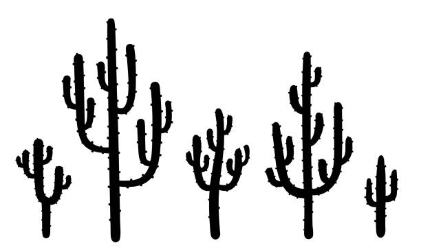 Black Silhouettes Of Different Cactus Isolated On White Background  Collection Of Desert Mexican Cacti Wild West Cactuses Drawing Hand Drawn  Vector Illustration In Flat Style向量圖形及更多仙人掌圖片-