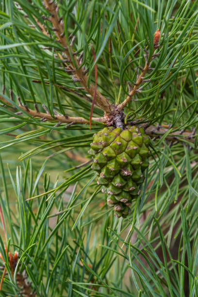 Pine Cone isolated